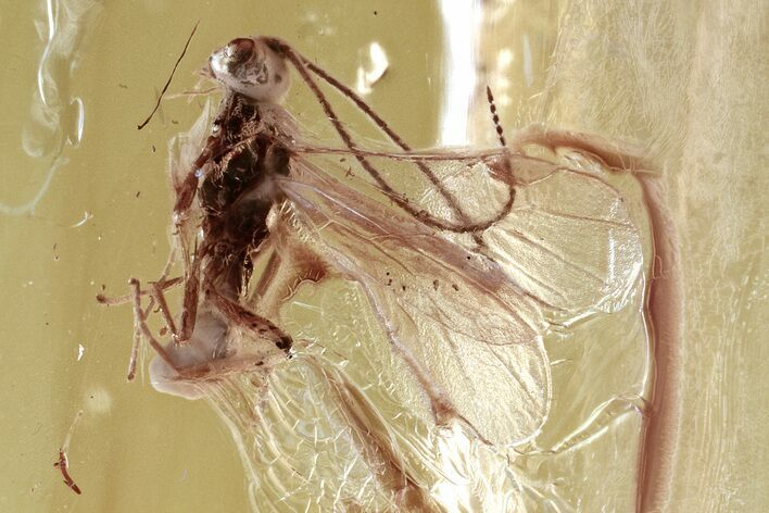 Detailed Fossil Parasitoid Wasp (Braconidae) in Baltic Amber #330604